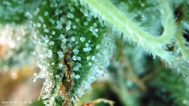 My Devine Conscious  — flower, day 160