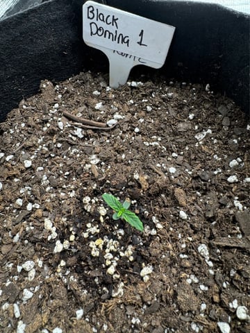 SSH and BD — seedling_rooting, day 10