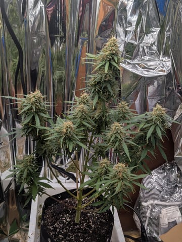 Zkittlez (Auto) — flower, day 95