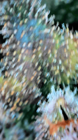 Grow #4 — flower, day 76