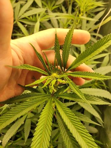 #3 — flower, day 39