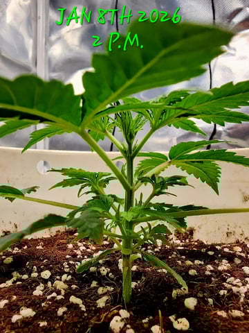 Dos Si Dos. Indica — vegetative, day 14