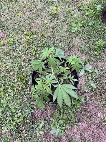 2026 Outdoor — vegetative, day 48