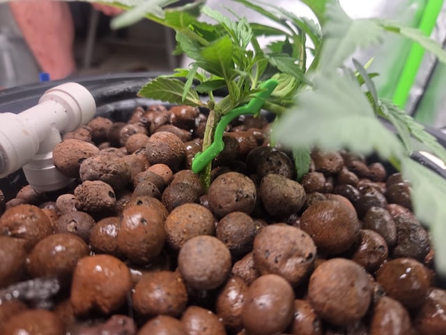 Northern Lights / Banana Kush — seedling_rooting, day 27
