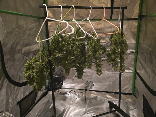 First grow — harvest, day 127