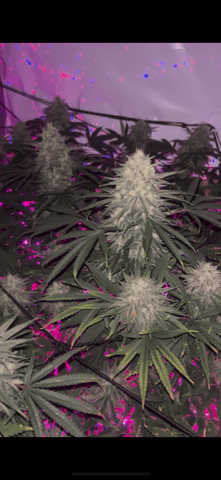 zunami s1 grounded genetics  — flower, day 75