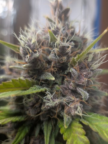 Mendo Frost / Gorilla Cookie / Banana Purple Punch 