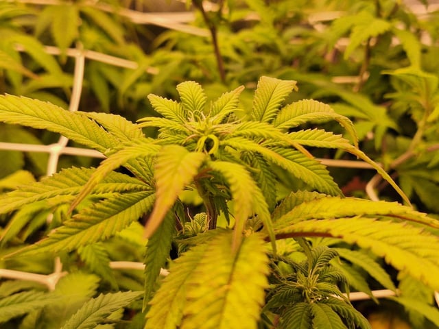 ❄️💚❄️WinterGrow❄️💚❄️ — flower, day 79