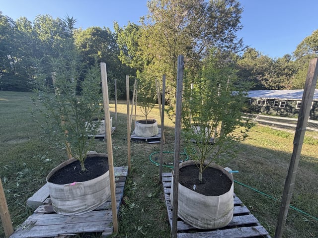 2026 Grow — flower, day 75