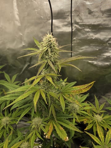 Autoflower NIGHT OWL — flower, day 9