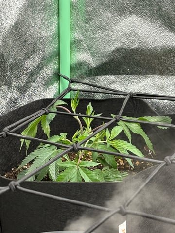 grow tent  — vegetative, day 1