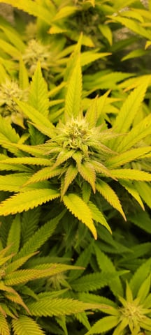 $chooners Grow — flower, day 21