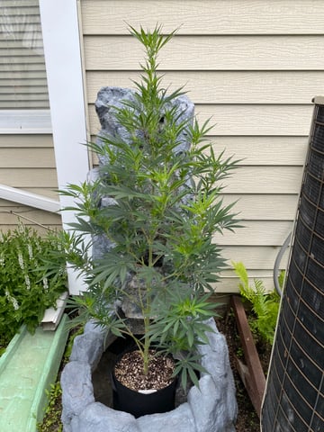 widows’ mimosa f1 — flower, day 79