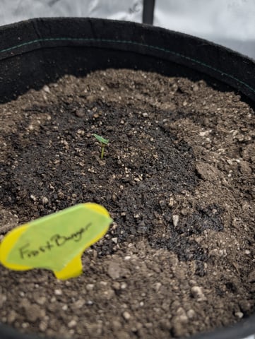 Grow #4 — seedling_rooting, day 7