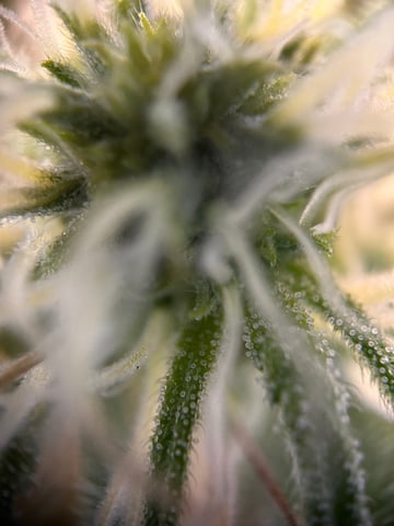 Am inside — flower, day 78