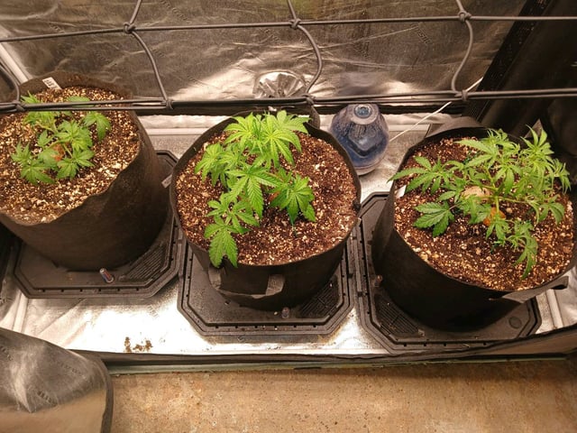 big bud auto — flower, day 1