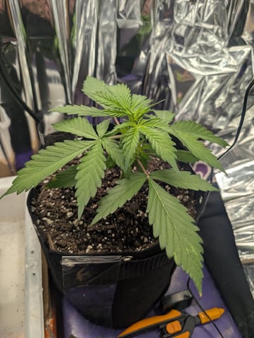 Zkittlez (Auto) — vegetative, day 25