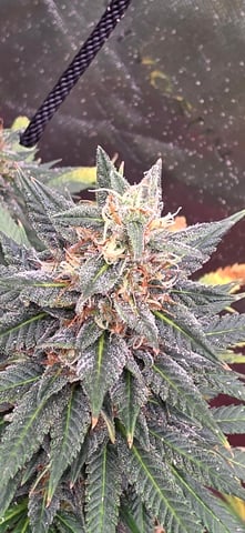 first grow — flower, day 64