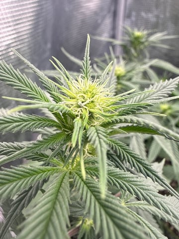 Gorilla Runtz — flower, day 49