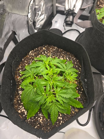 Purple Haze  — vegetative, day 16