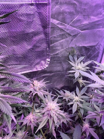 cherry pie clone  — flower, day 94