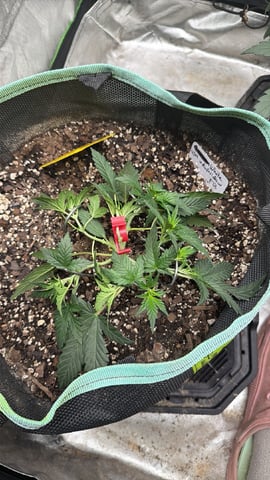 Indoor & Outdoor Grow 6 — vegetative, day 26