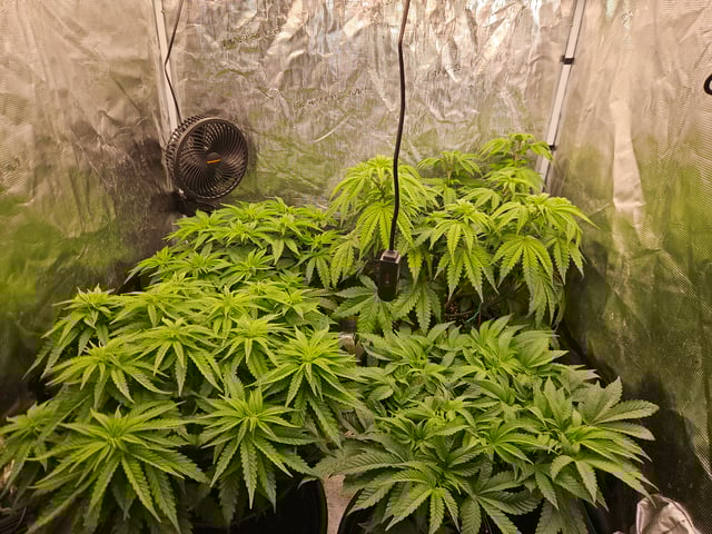 Double Trouble  — vegetative, day 43