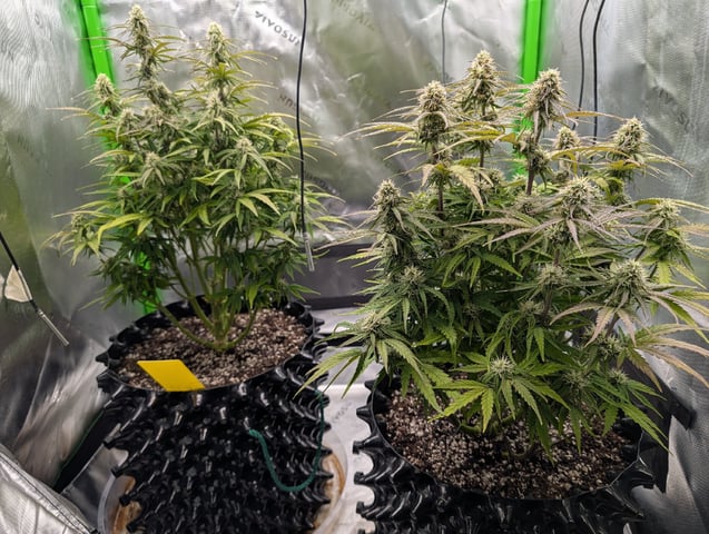 Titan F1 grow  — flower, day 61