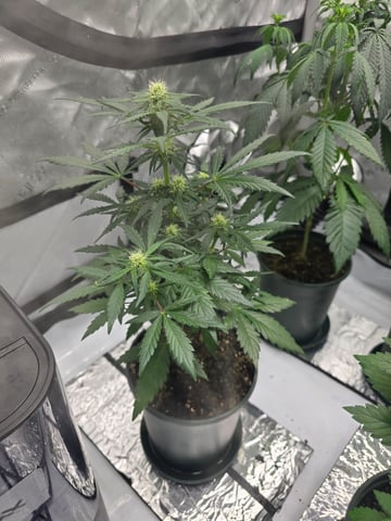 Homegrown - 🍒 🥧 & GSC Auto, 🚀 Seeds 🍌 Buttercups  — flower, day 39