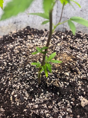 Looking for advice! — vegetative, day 11