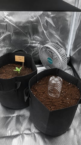 Banana KUSH — grow_setup, day 2