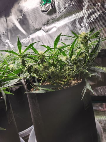Autoflower grow. my first grow  — flower, day 50