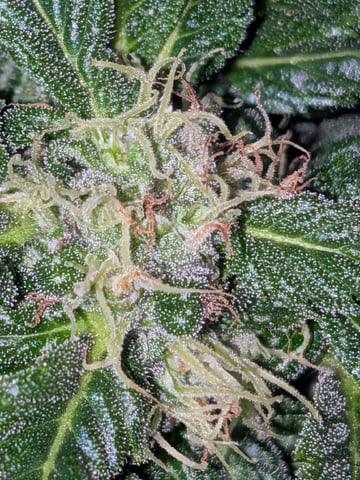 October Start — flower, day 111