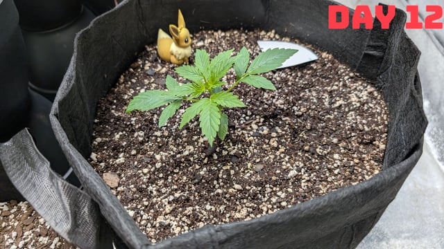 Strawberry Cheesecake Seedsman Seeds Autoflowers x2 — seedling_rooting, day 15