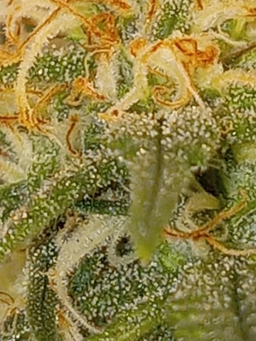 closet grow for veg with a.c infinity air intake fan .With no carbon filter just suction,and spider farmer sf 7000.Then a spider farmer sf tent 4×4×6.5with a G1500 l.e.d from spiderfarmer and spider farmer 6inch clip oscalating fan. — flower, day 54