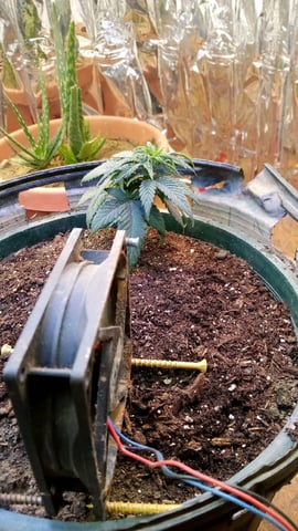 Jack hearer/Jack the ripper? — vegetative, day 44