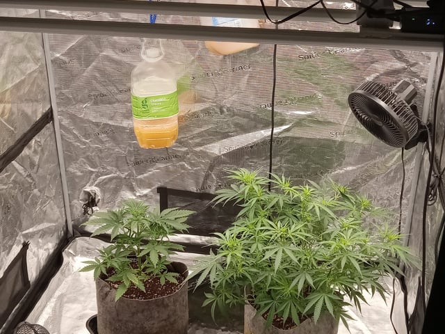 Blueberry critical kush x purple peyote wifi  and one L.a kush cake . — flower, day 79