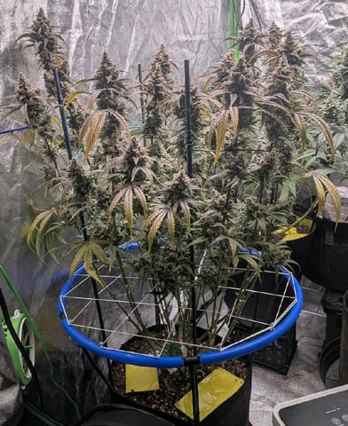 Mixed Grow — flower, day 100