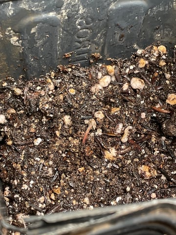 Blueberry — germination, day 13