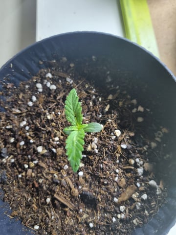 My first Indoor Grow