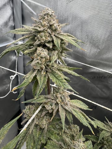 catpiss canyon & Apple Candie  — flower, day 44