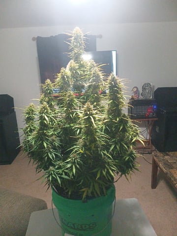 Cornucopia of Cannabis — harvest, day 27