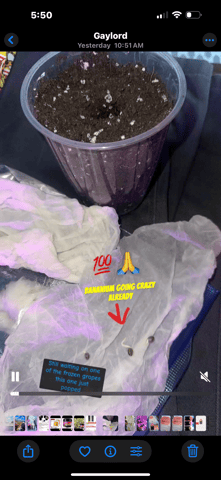 1st grow  — germination, day 1