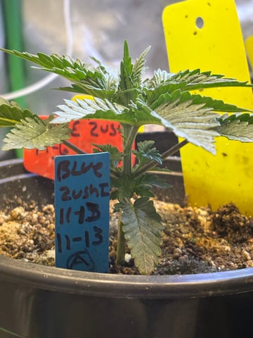 Blue Zushi (Dutch Passion Genetics) — vegetative, day 1