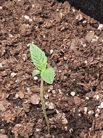 First Indoor Grow  — seedling_rooting, day 8