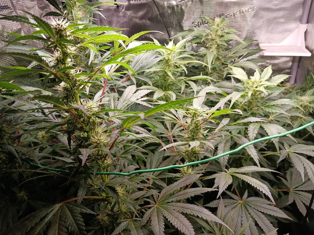 9lbhammer feminized  — flower, day 65