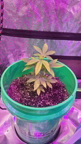 b1. — vegetative, day 49