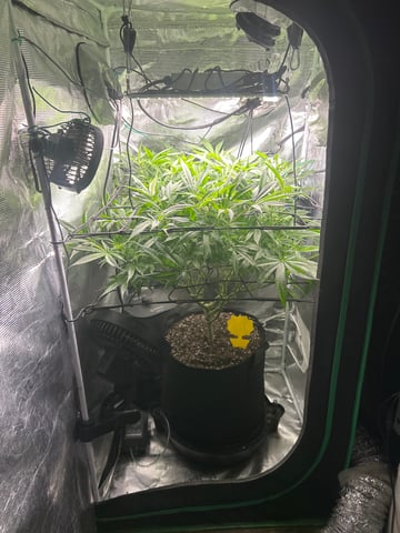 2nd Run — flower, day 95