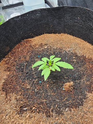 Swiss 1 — vegetative, day 2