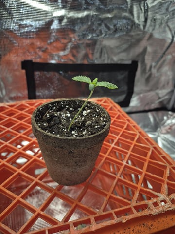 Grow 1 2026 Dream Widow — seedling_rooting, day 12